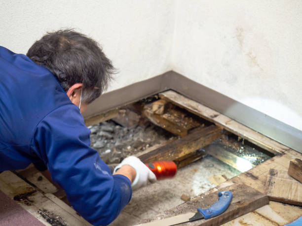 Best Mold Cleaning Services  in Rexburg, ID