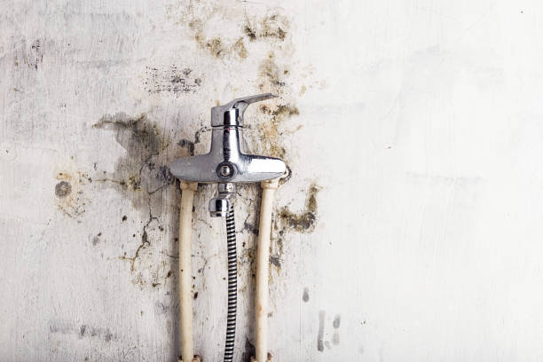 Best Toxic Mold Removal  in Rexburg, ID