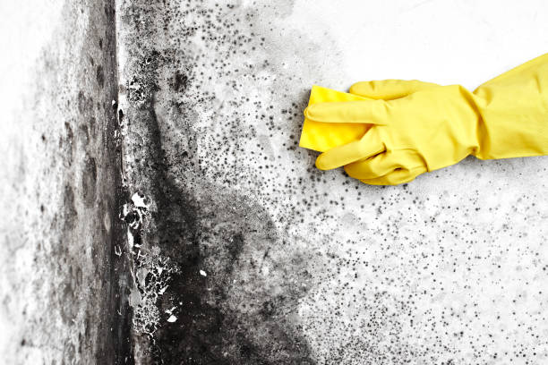 Best Professional Mold Removal  in Rexburg, ID