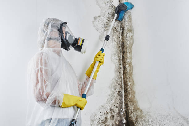 Mold Removal and Inspection in Rexburg, ID
