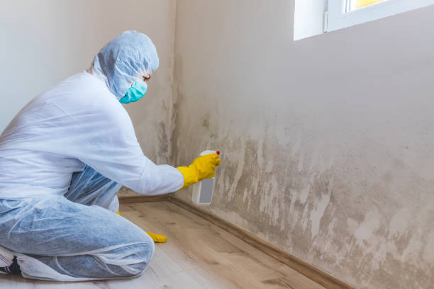 Home Mold Removal in Rexburg, ID