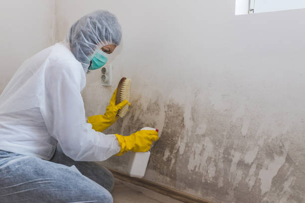 Rexburg, ID Mold Removal Company