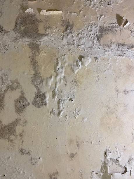 Best Mold Remediation Experts  in Rexburg, ID