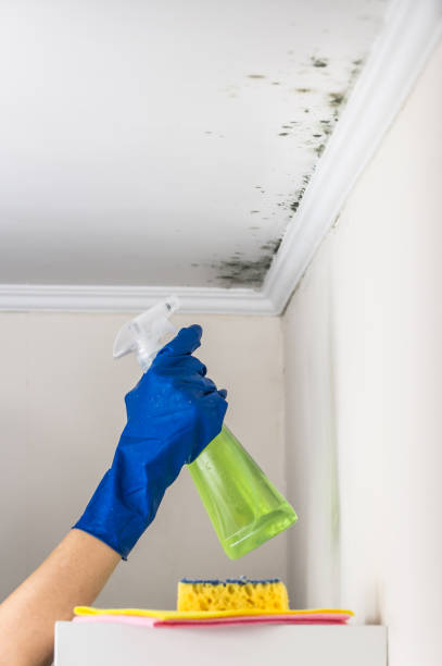 Best Mold Testing  in Rexburg, ID